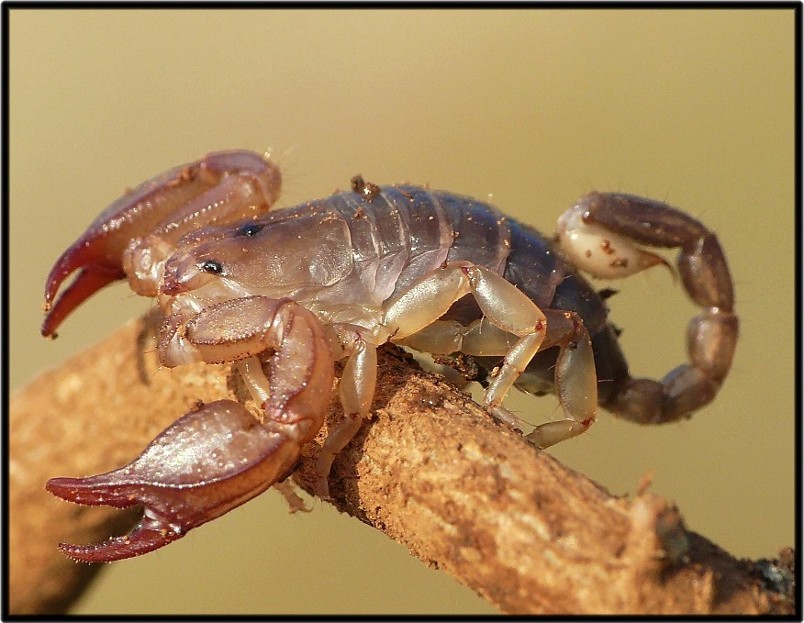 Scorpione controluce